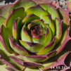 Sempervivum 'Boss Drum'