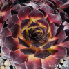 Sempervivum 'Midnight Melody'