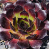 Sempervivum 'Midnight Melody'