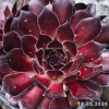 Sempervivum 'Midnight Melody'