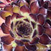 Sempervivum 'Midnight Melody'