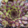 Sempervivum 'Midnight Melody'