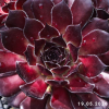 Sempervivum 'Midnight Melody'