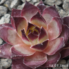 Sempervivum 'Night Watch'