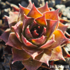 Sempervivum 'Night Watch'