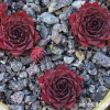 Sempervivum 'Night Watch'