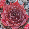Sempervivum 'Night Watch'