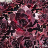 Sempervivum 'Night Watch'