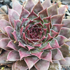 Sempervivum 'Flamingo'