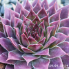 Sempervivum 'Flamingo'
