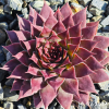Sempervivum 'Flamingo'
