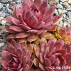 Sempervivum 'Flamingo'