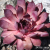 Sempervivum 'Flamingo'