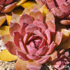 Sempervivum 'Flamingo'