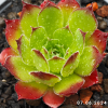 Jovibarba heuffelii 'Sundancer'