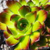 Jovibarba heuffelii 'Sundancer'