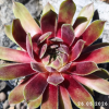 Sempervivum 'Chandra'
