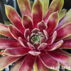 Sempervivum 'Chandra'