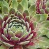 Sempervivum 'Chandra'