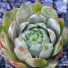 Sempervivum 'Monstermom'