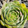 Sempervivum 'Monstermom'