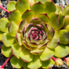 Sempervivum 'Monstermom'