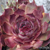 Sempervivum 'Monstermom'