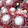 Sempervivum 'Hodi's Spinne'