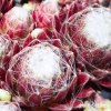 Sempervivum 'Hodi's Spinne'