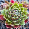 Sempervivum 'Phönix'