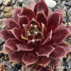 Sempervivum 'Phönix'