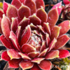 Sempervivum 'Phönix'