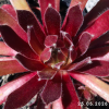 Sempervivum 'Phönix'