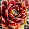 Sempervivum 'Phönix'