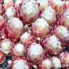 Sempervivum 'Blütenwolke'