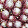 Sempervivum 'Blütenwolke'