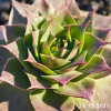 Sempervivum 'Limoncello'