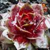 Sempervivum 'Limoncello'