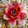 Sempervivum 'Limoncello'