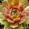 Sempervivum 'Limoncello'