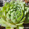 Sempervivum 'Limoncello'