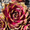 Sempervivum 'Limoncello'