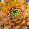 Sempervivum 'Limoncello'