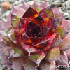 Sempervivum 'Firgrove Early Riser'