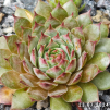Sempervivum 'Firgrove Early Riser'