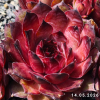 Sempervivum 'Firgrove Early Riser'