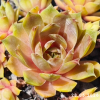 Sempervivum 'C. William'
