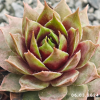 Sempervivum 'My Lemon Queen'