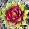 Sempervivum 'My Lemon Queen'