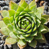 Sempervivum 'My Lemon Queen'